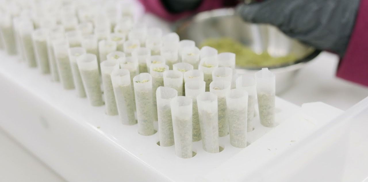 Rows of filled pre-rolls standing in a white tray, a gloved hand working behind them