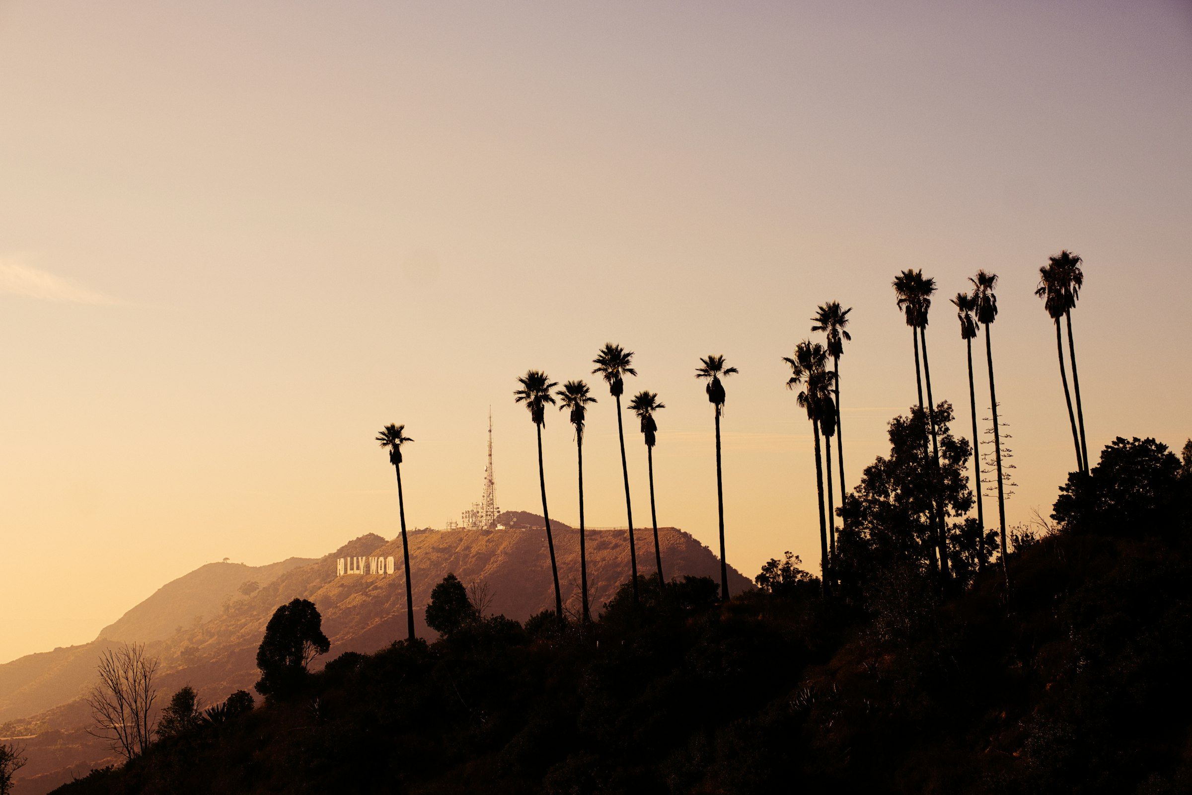 The Hollywood sign on the hills behind palm trees at sunset
